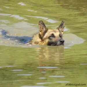 Do Dogs Know To Hold Their Breath Underwater?