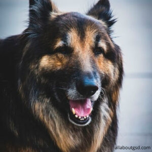 How To Groom Long Haired German Shepherd?