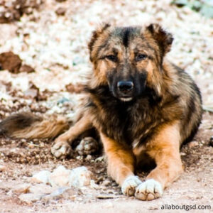 How To Take Care Of Your Long-Haired German Shepherds Health?