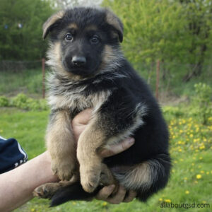 How To Take Care Of A German Shepherd Puppy?