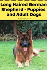 Long Haired German Shepherd - Puppies And Adult Dogs