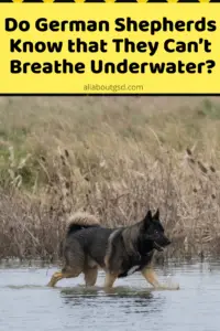 Do German Shepherds Know That They Can’t Breathe Underwater?