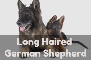 Long haired german shepherd