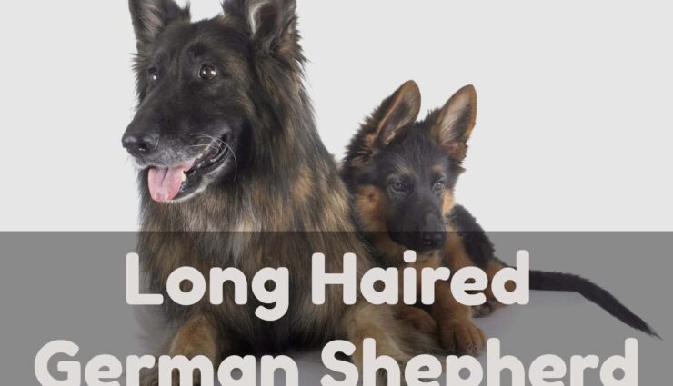Long haired german shepherd