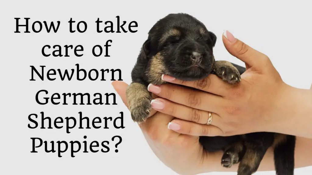 Newborn German Shepherd Puppies