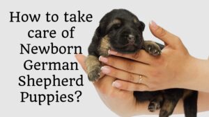 Newborn German Shepherd Puppies