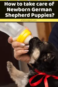 How To Take Care Of Newborn German Shepherd Puppies