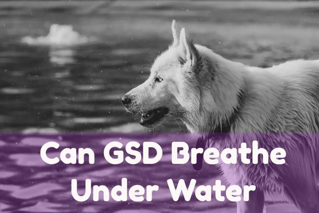 Can Gsd Breath Under Water