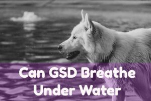Can GSD breath under water