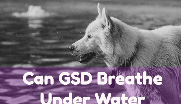 Can GSD breath under water