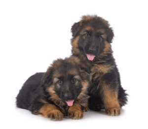 German Shepherd Puppies