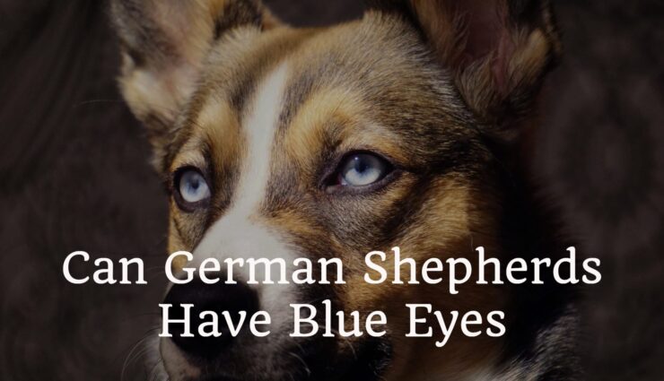 Can German Shepherds have blue eyes
