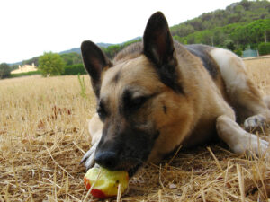German Shepherd Eating Apple