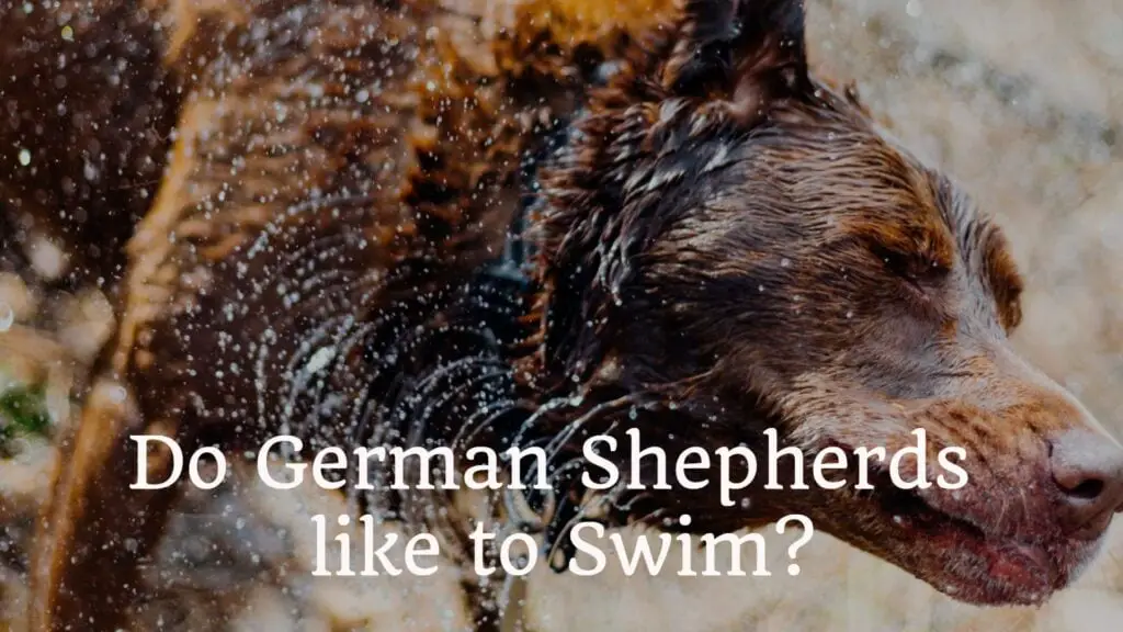 Do German Shepherds Like To Swim?