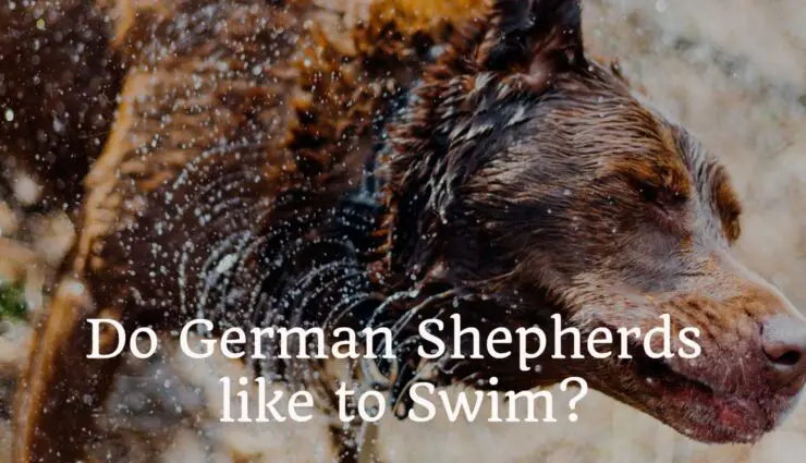 Do German Shepherds like to Swim?