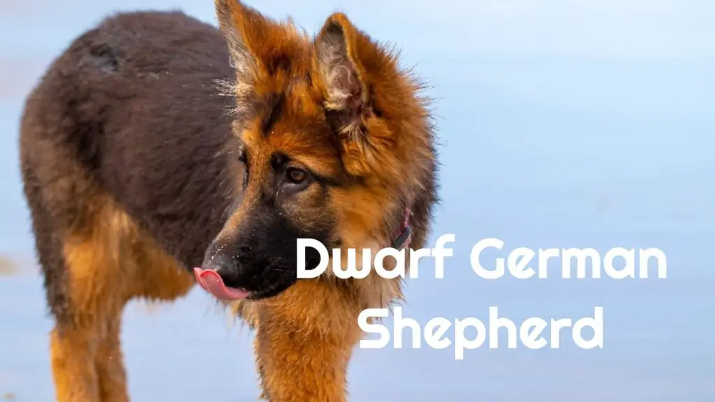 Dwarf German Shepherd