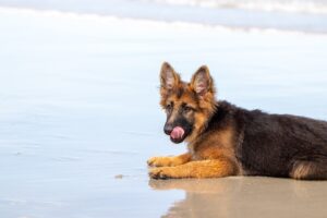 Dwarfism In German Shepherd