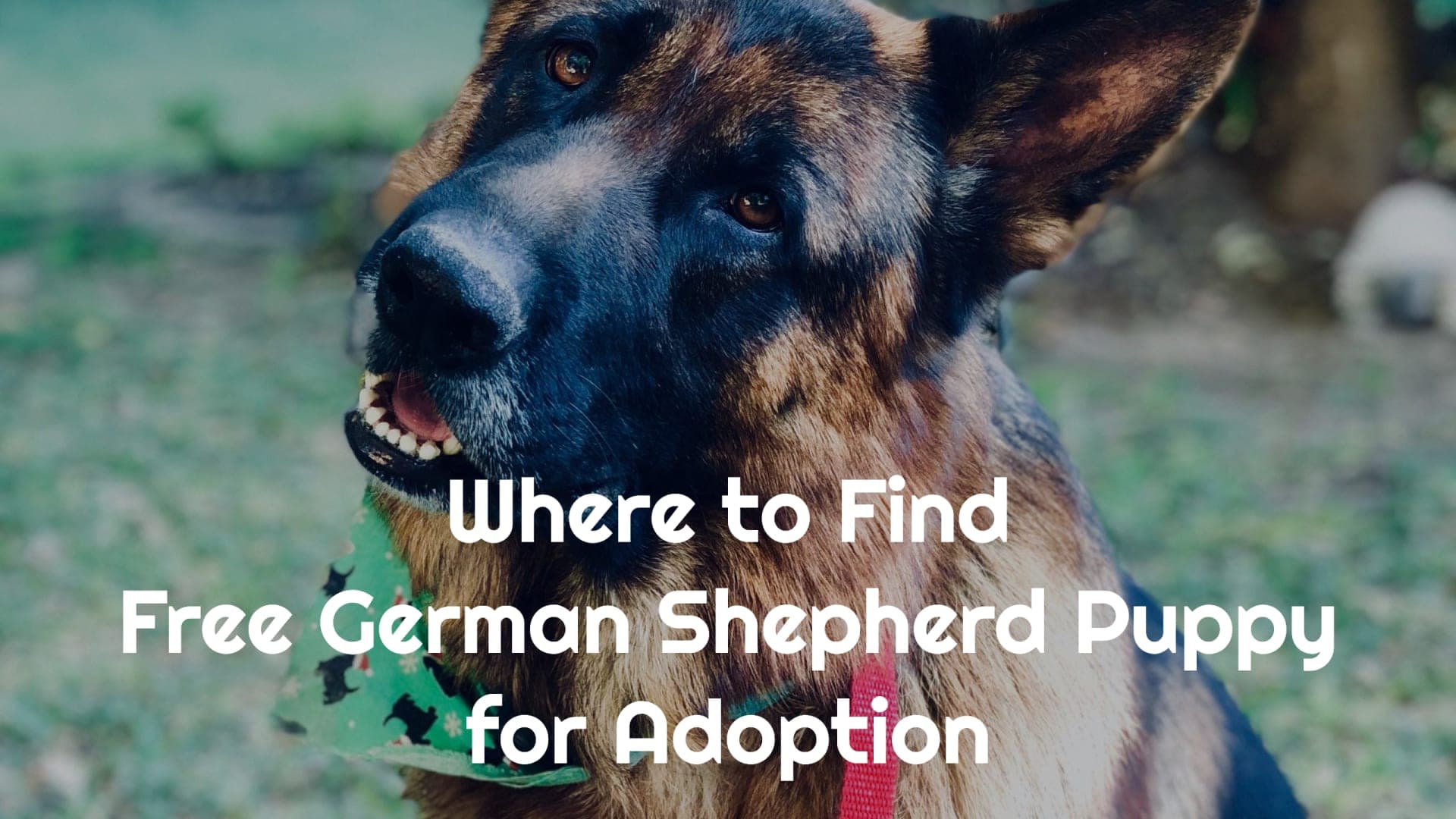 Free German Shepherd Puppy