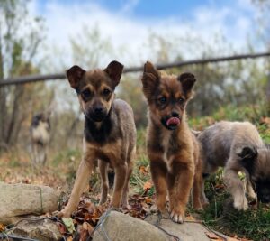 How Many Puppies Do German Shepherds Have In Their First Litter?