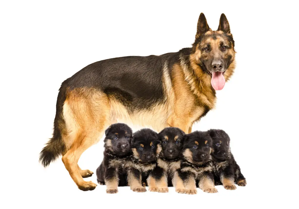 German Shepherd Mom With Her Pups