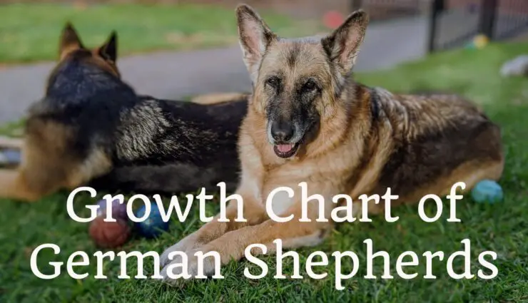Growth Chart of German Shepherds