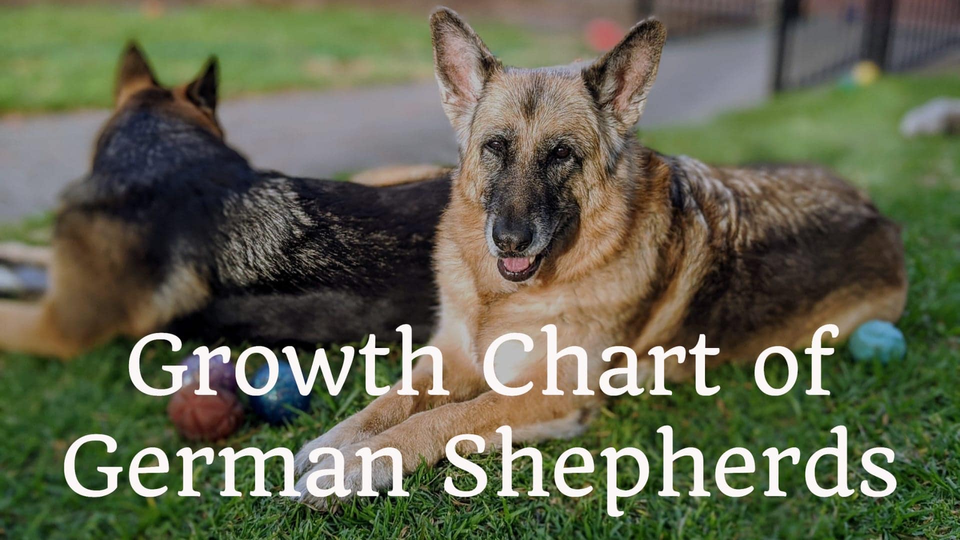 Growth Chart Of German Shepherds