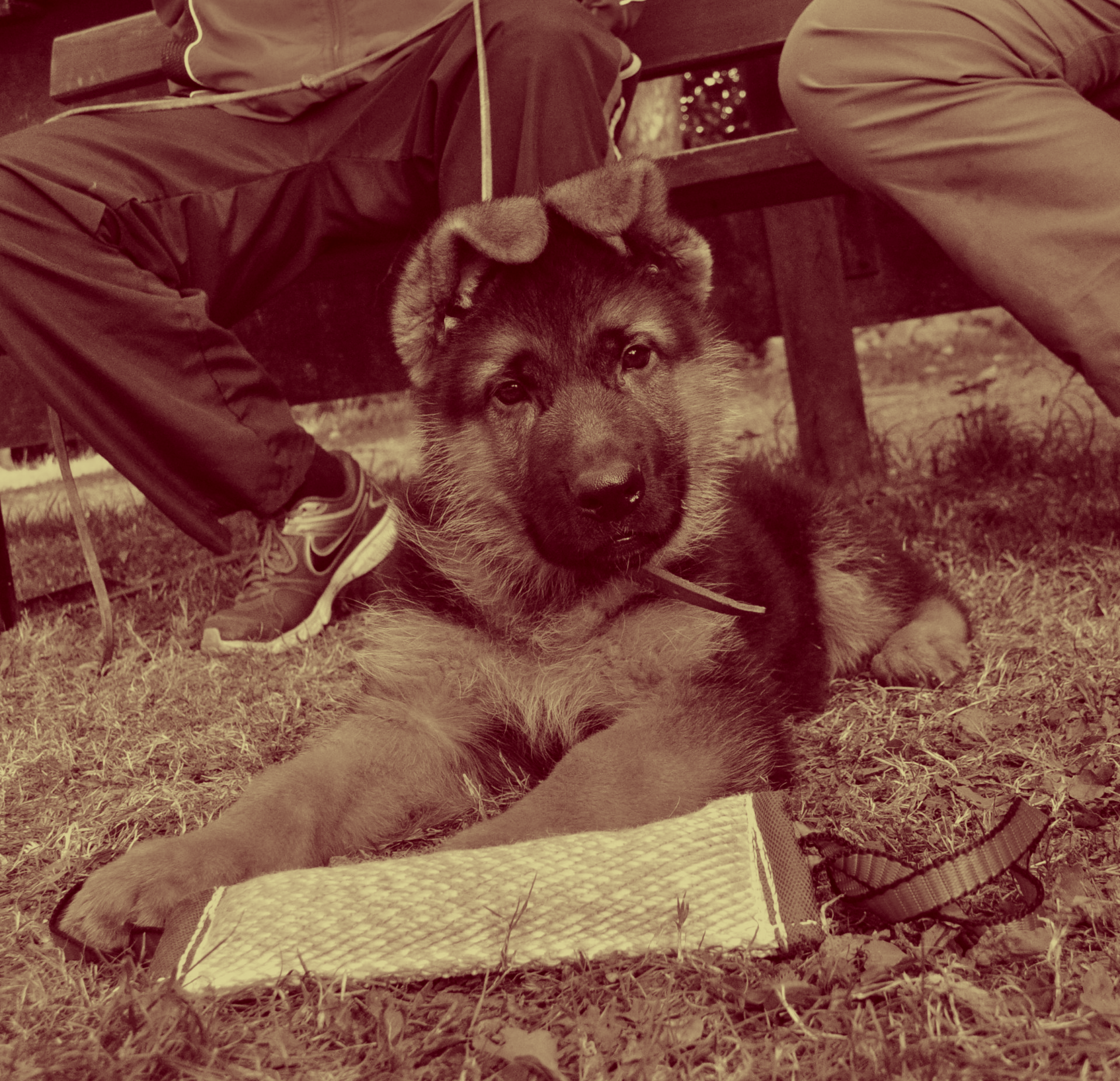 Dwarf German Shepherd Can German Shepherds Have Dwarfism?