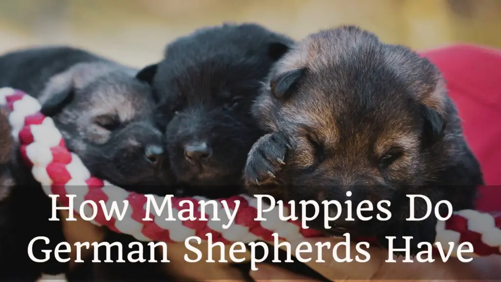 How Many Puppies Do German Shepherds Have