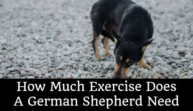 How Much Exercise Does A German Shepherd Need