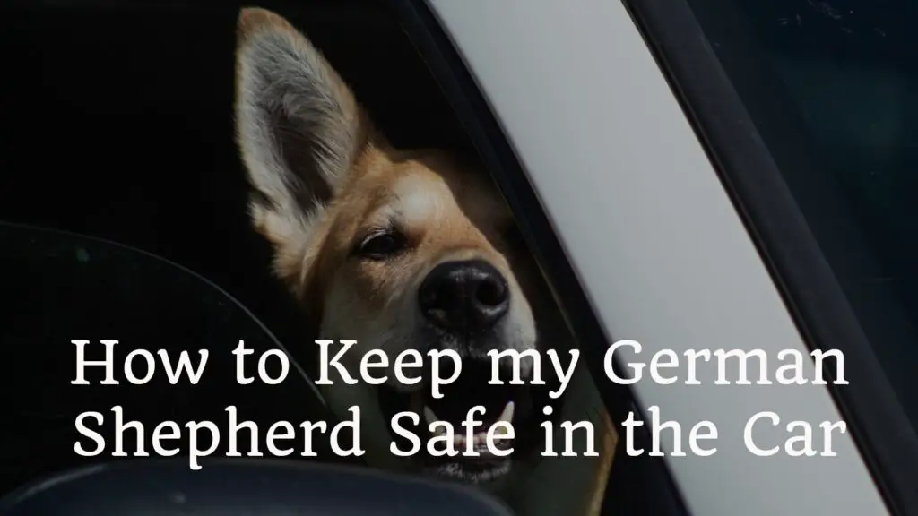 How To Keep My German Shepherd Safe In The Car