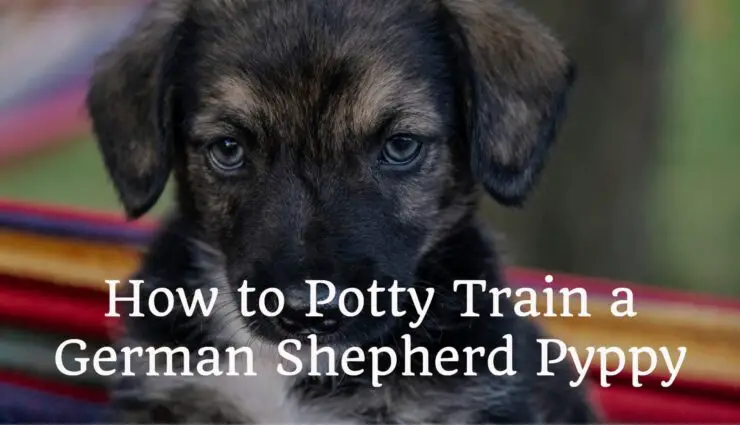 How to potty train a German Shepherd Puppy