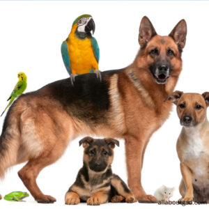 2.      Are German Shepherds Good With Other Pets?