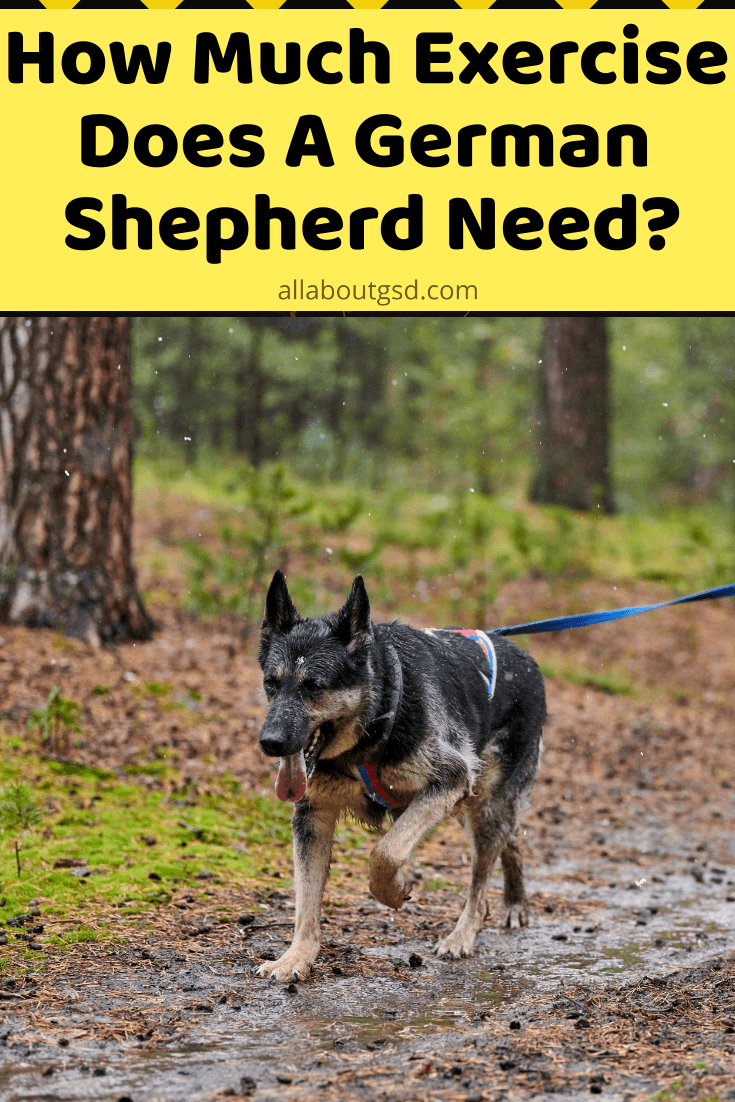 How Much Exercise Does A German Shepherd Need? - All About German Shepherds