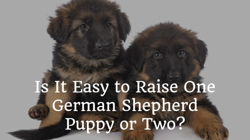 Is It Easy To Raise One German Shepherd Puppy Or Two
