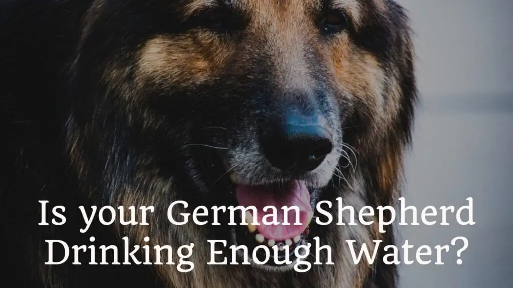 Is Your German Shepherd Drinking Enough Water