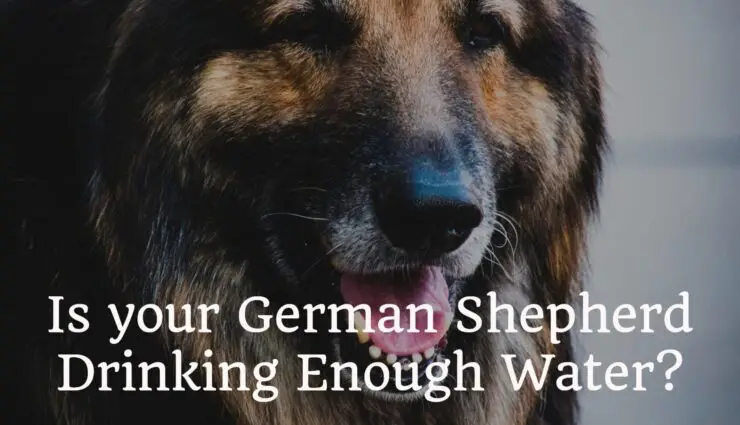 Is your German Shepherd Drinking Enough Water