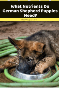 What Nutrients Do German Shepherd Puppies Need?