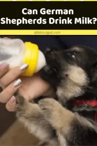 Can German Shepherds Drink Milk?