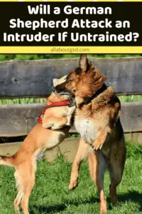Will A German Shepherd Attack An Intruder If Untrained?