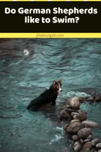 Do German Shepherds Like To Swim?