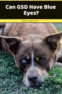 German Shepherds Can Have Blue Eyes