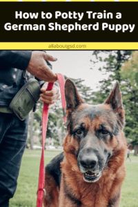 How To Potty Train A German Shepherd Puppy