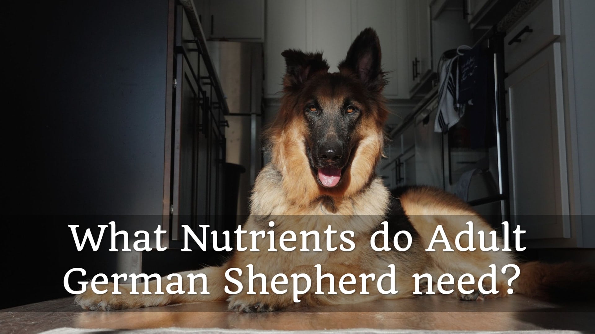 Dog Nutrition All About German Shepherd