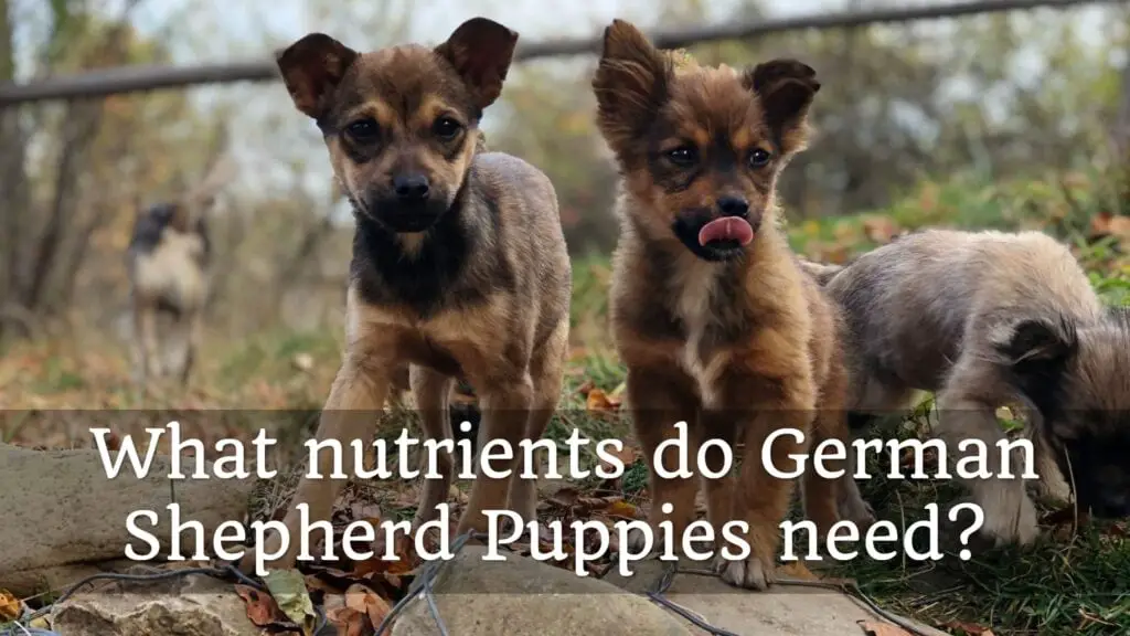 What Nutrients Do German Shepherd Puppies Need