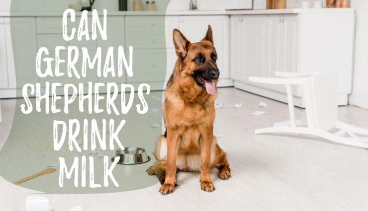 Can german shepherds drink milk