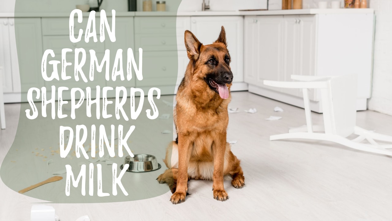 Can German Shepherds Drink Milk