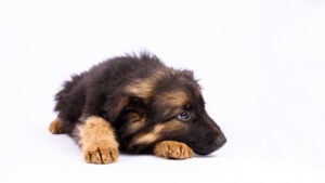 Health Problems Associated With German Shepherds