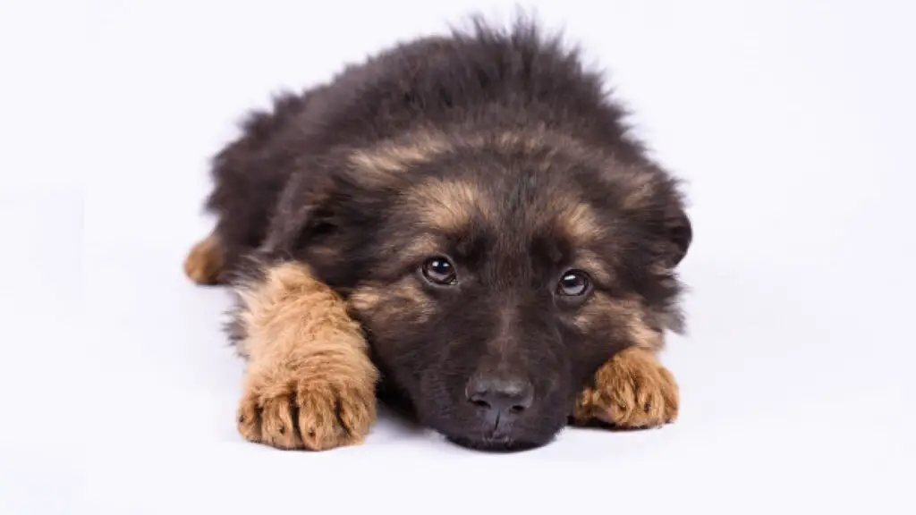 How To Find A Free German Shepherd Puppy For Adoption All About