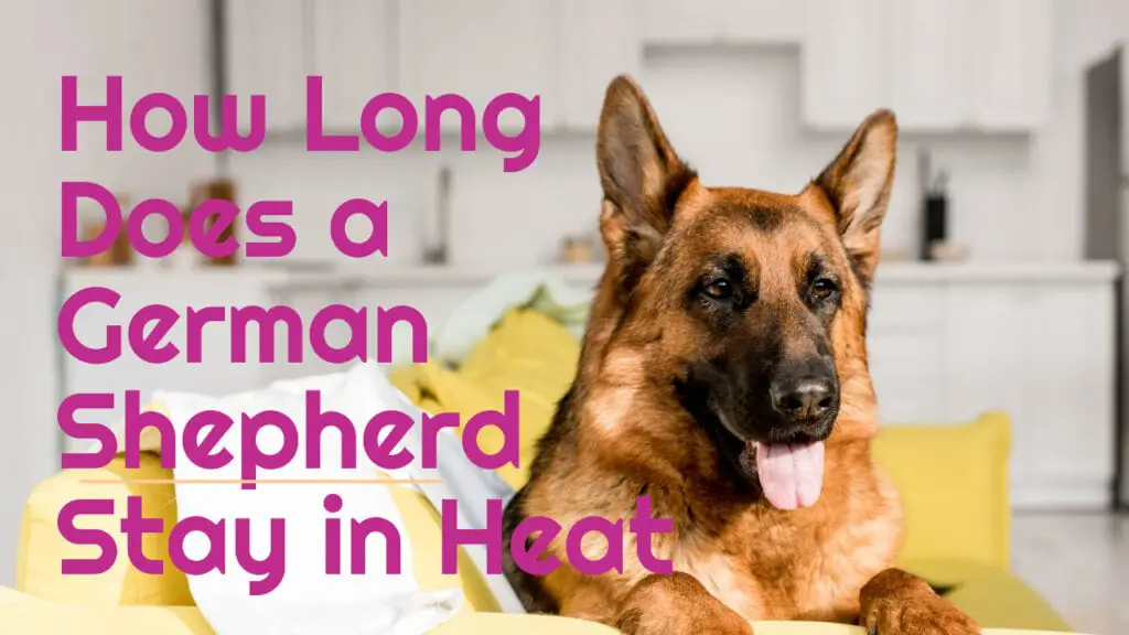 How Long Does A German Shepherd Stay In Heat