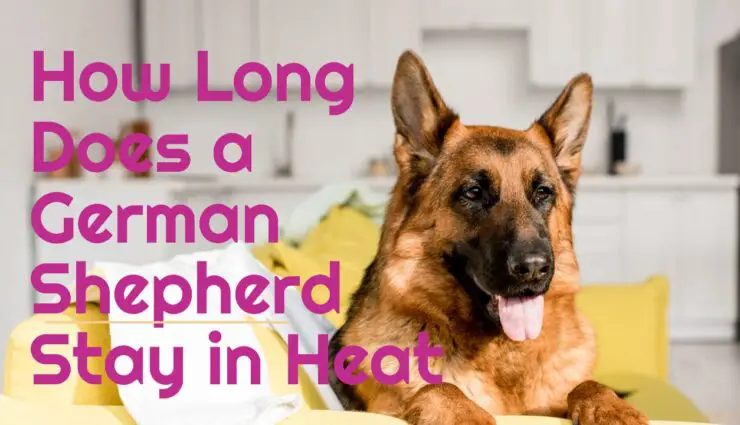 How Long Does a German Shepherd Stay in Heat